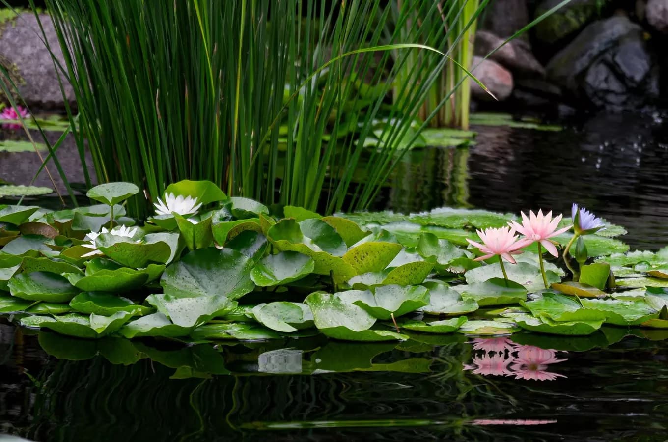 Pink and white water lilies float on a dark pond surrounded by tall green grasses.