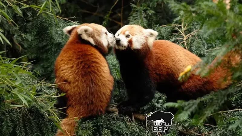 Red Panda Day
