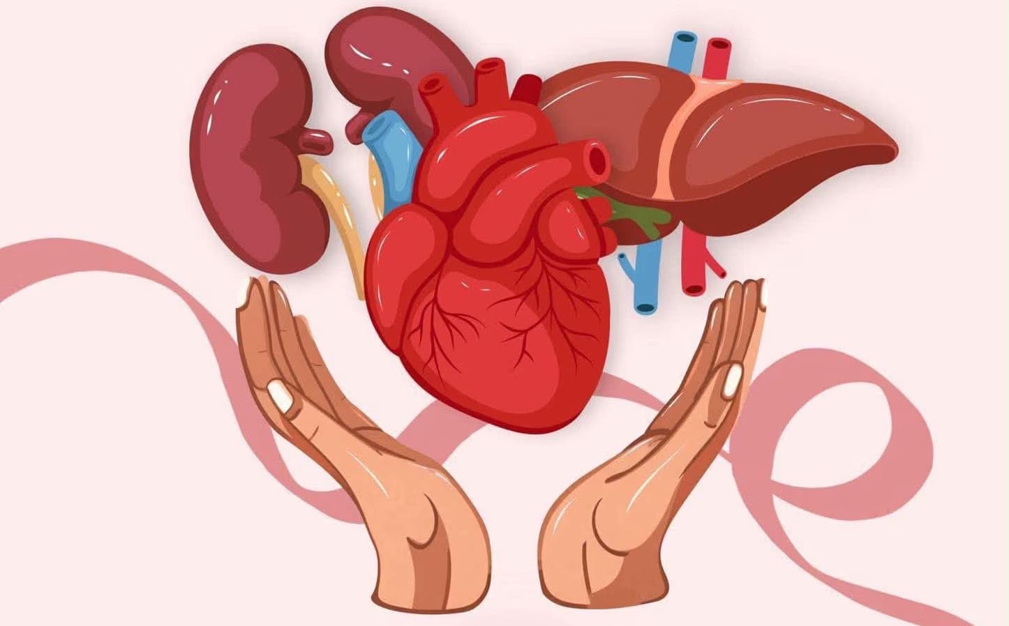 Two hands cradle a cartoon illustration of a human heart, kidneys, and liver against pink background.