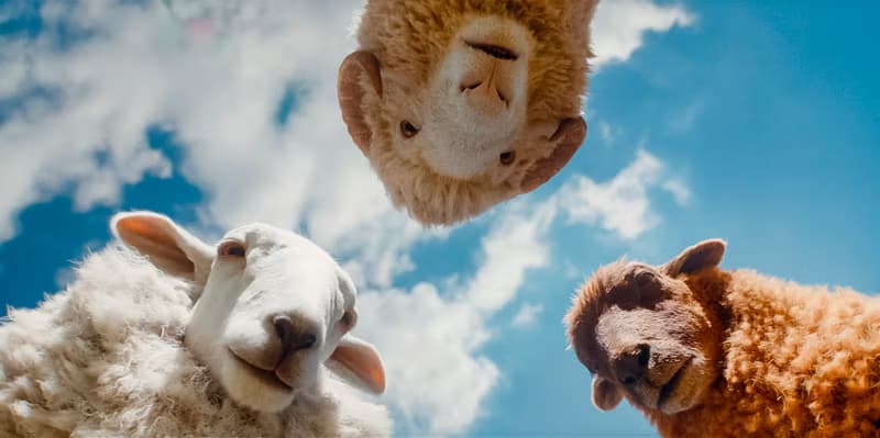 Glennkill: A Sheep Detective Story