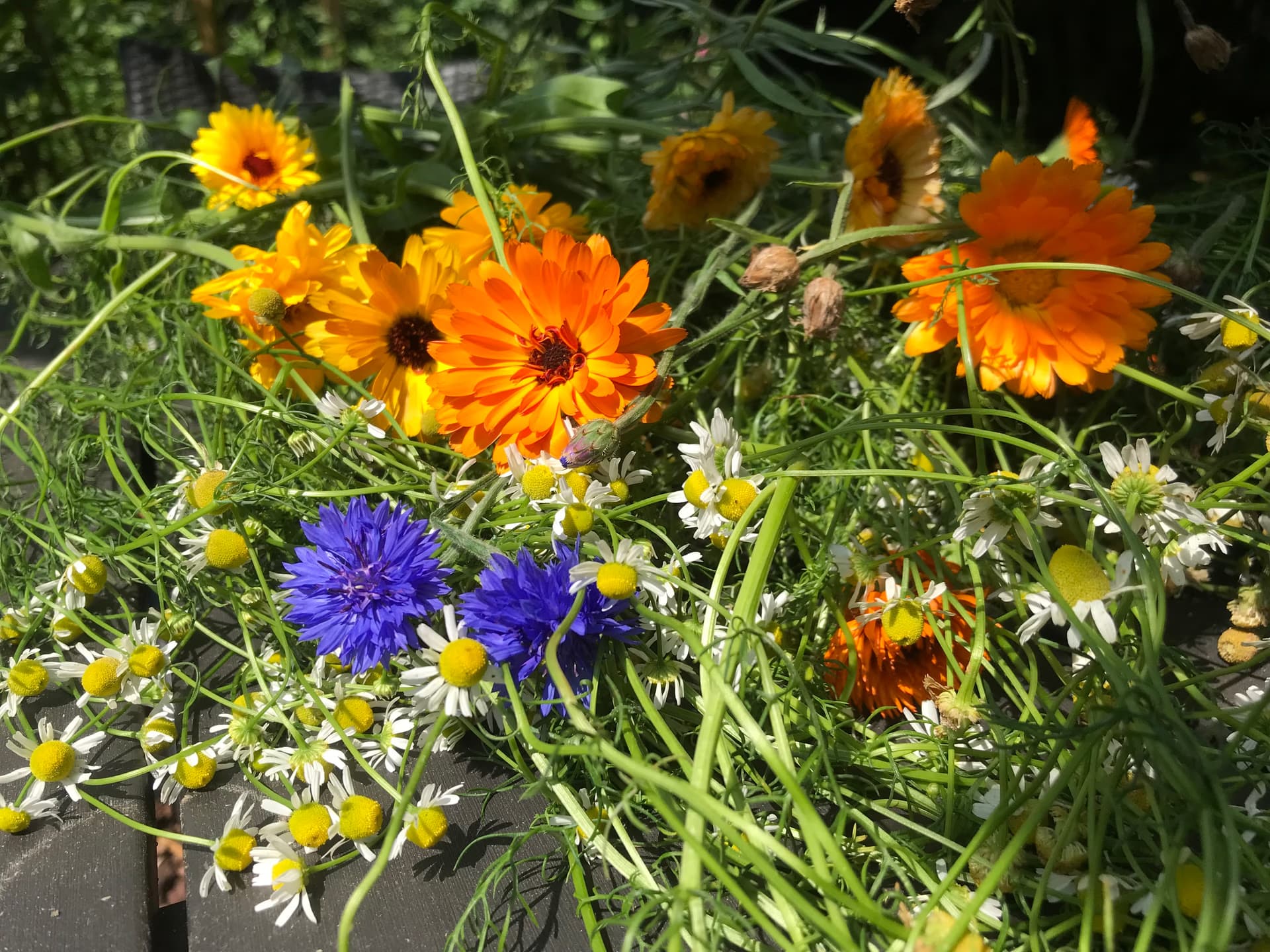A close-up view of freshly picked wildflowers including orange marigolds, blue cornflowers, and white daisies.