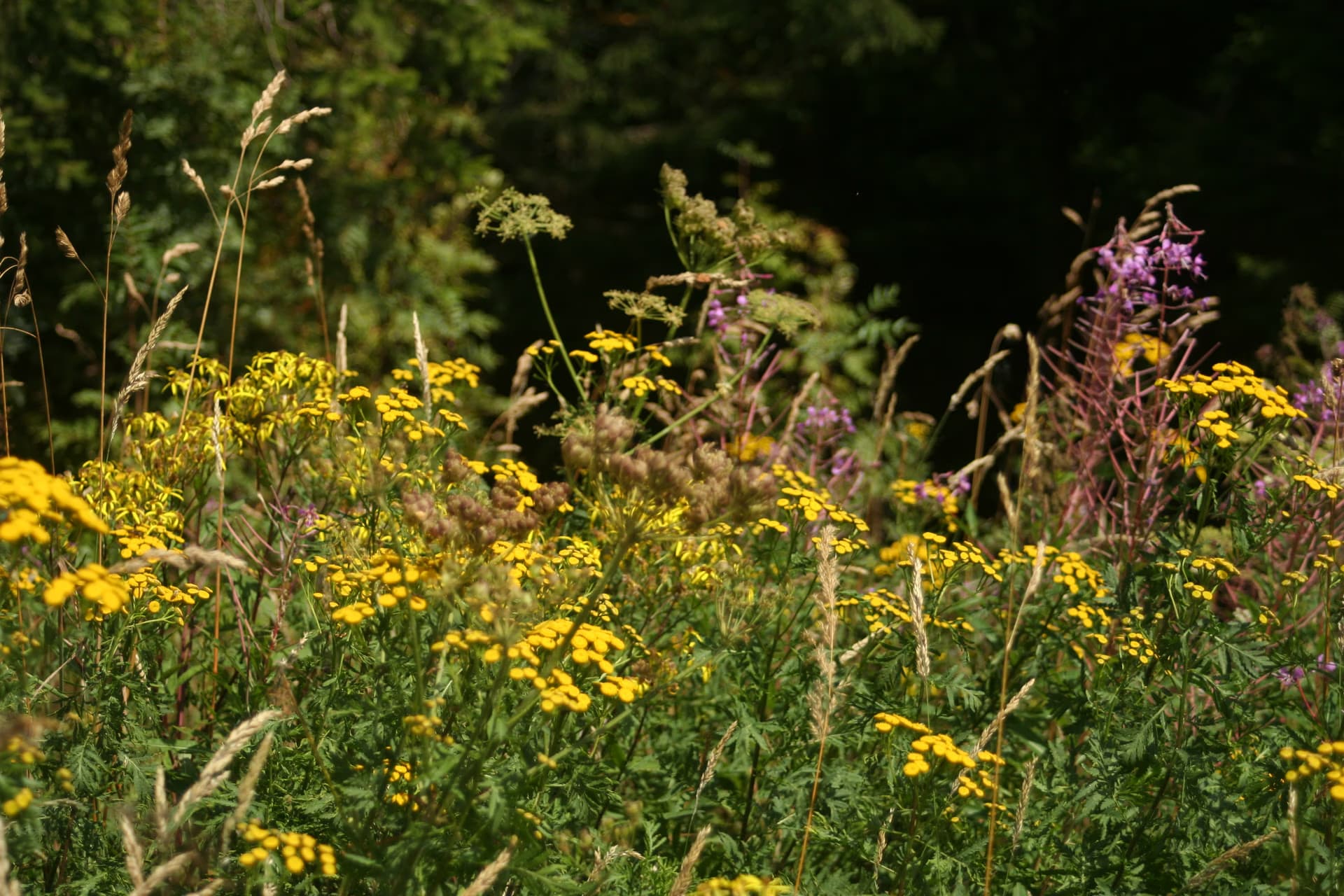 A lush meadow with bright yellow wildflowers and tall grasses in bright sunlight.