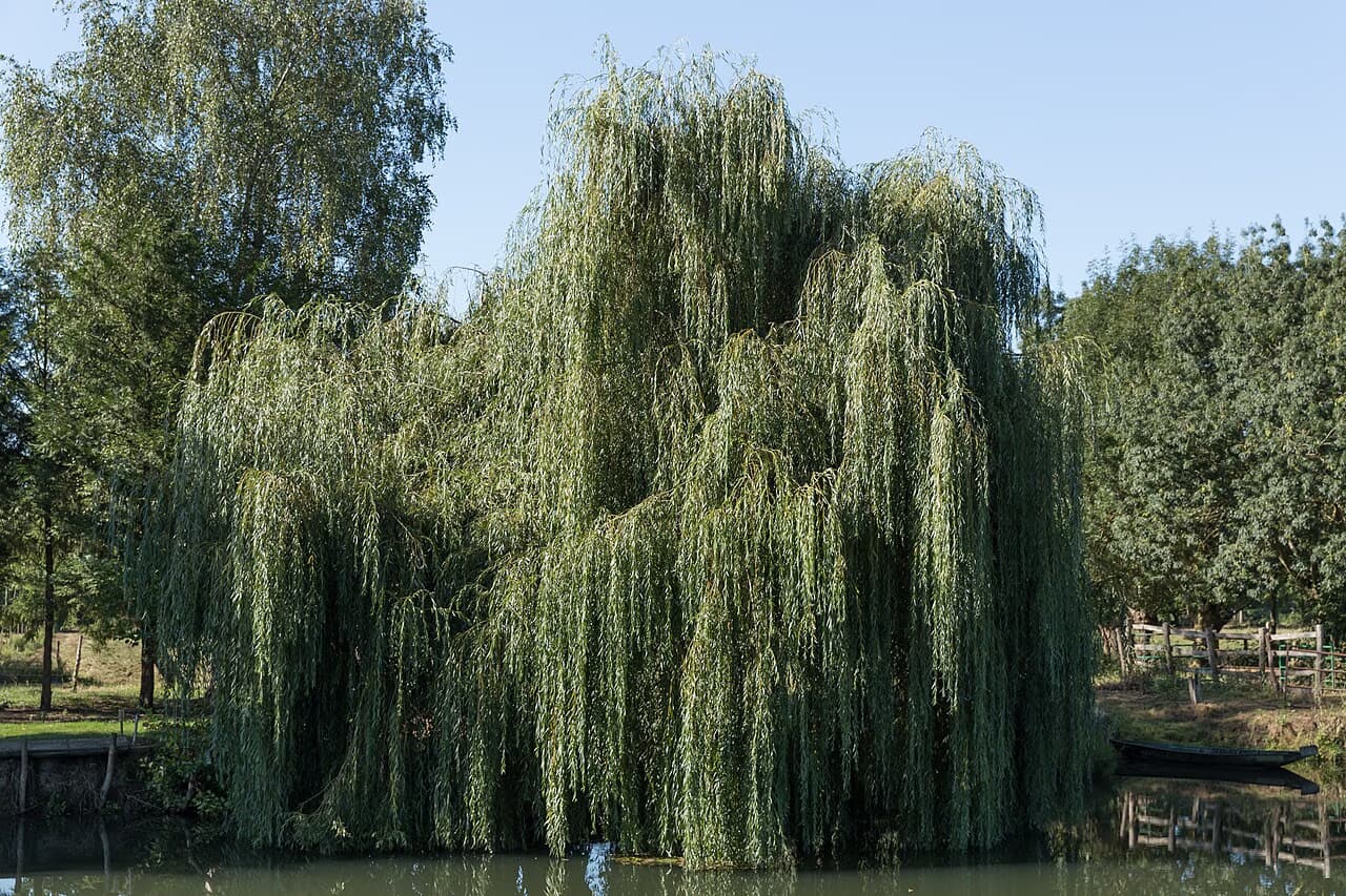 A large weeping willow tree hangs over the edge of a calm pond.