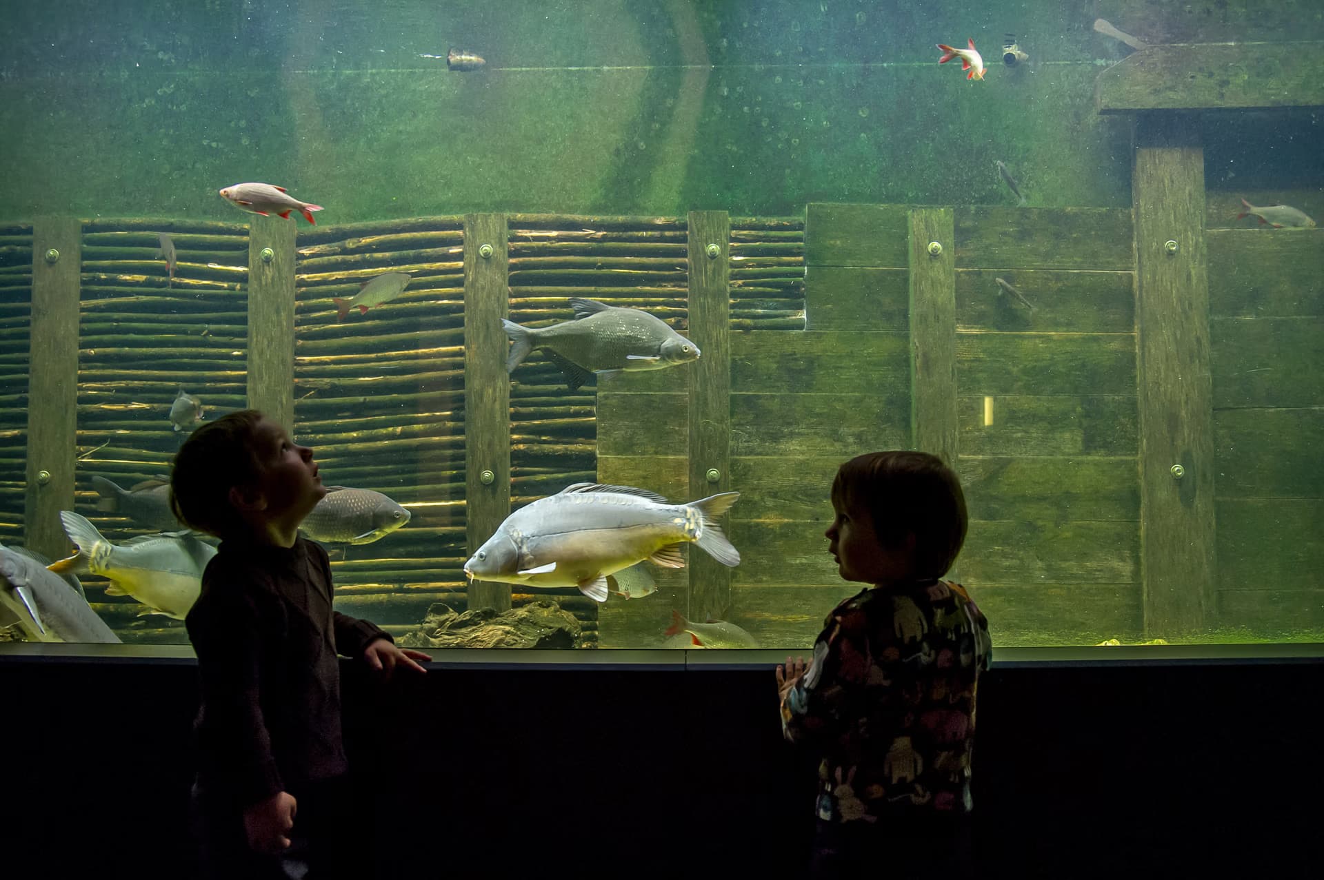 Two small children stand in front of a large aquarium tank with swimming carp.