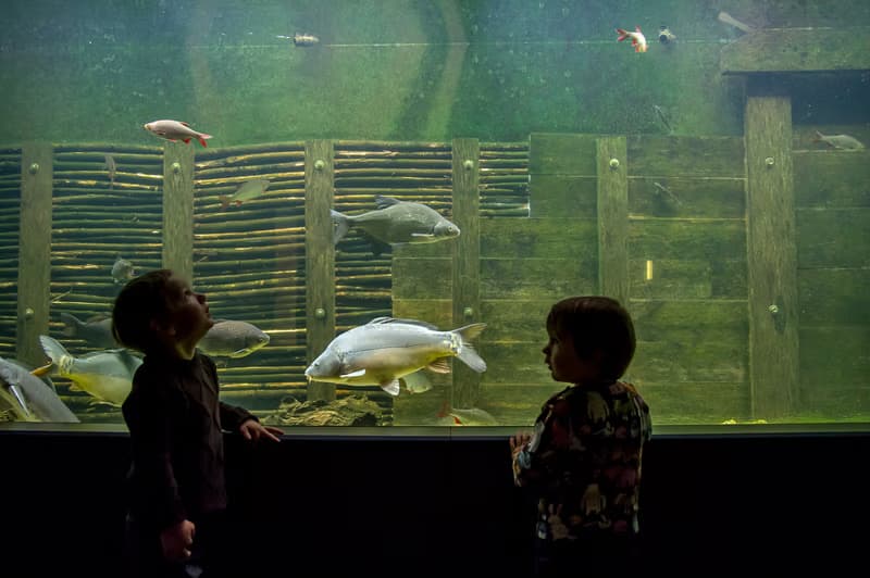 Eye-to-eye with Carp and Co.