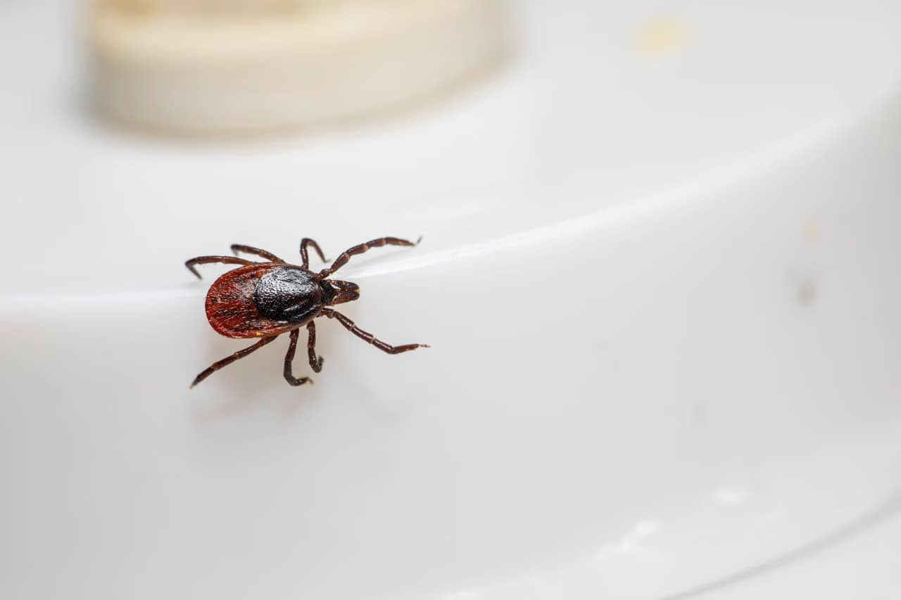 A close-up of a brown tick crawling on a smooth white surface.
