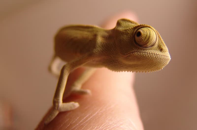 Fairy-tale Summer: The Colourful Troubles of Chameleon Leon