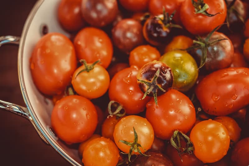 Tomato Day at the Biosphere Reserve