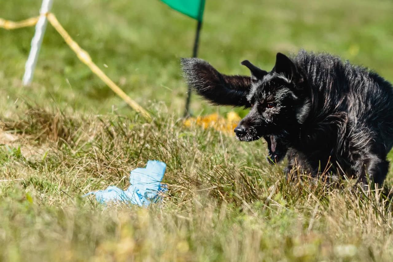 A black dog runs through a grassy field towards a blue toy on the ground.