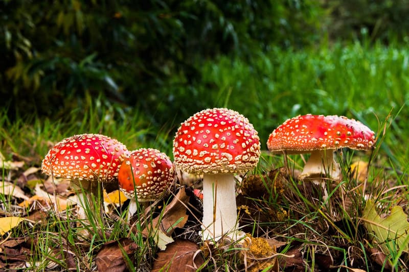 MUSHROOM HUNTING WALK