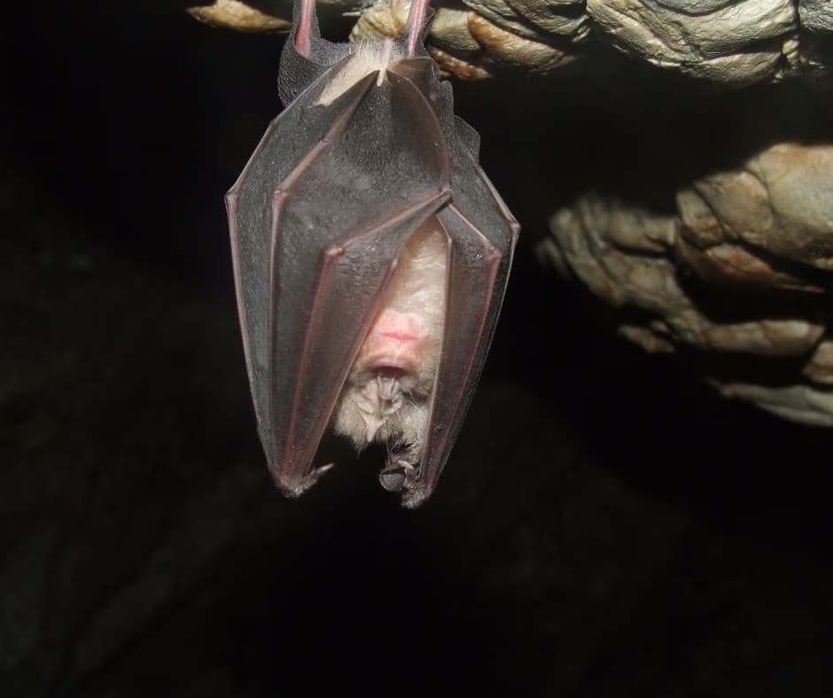Evropská noc pro netopýry (Bat night)