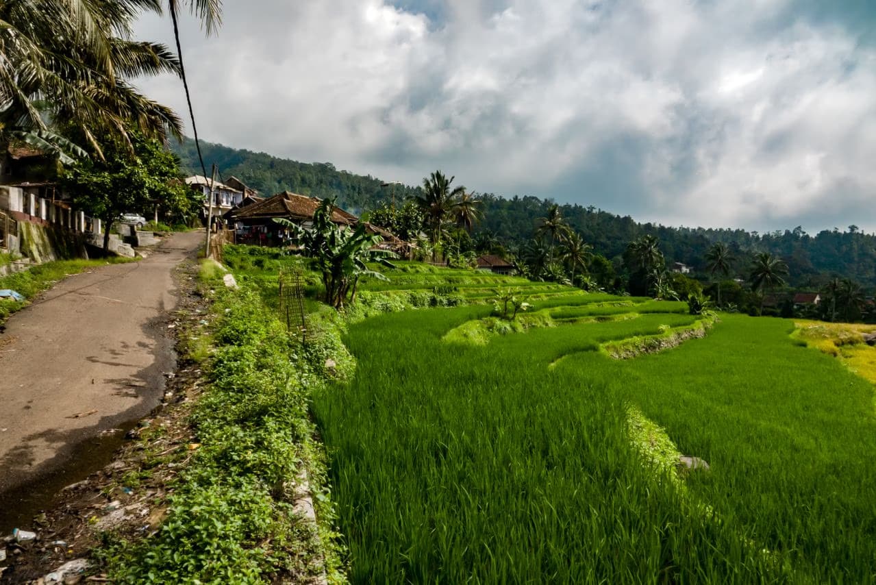 Lush green rice terraces follow the hillside next to a rural road under a cloudy sky.