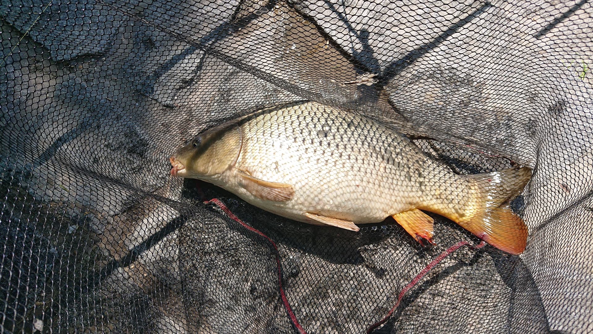 A common carp lies inside a dark fishing net after being caught.