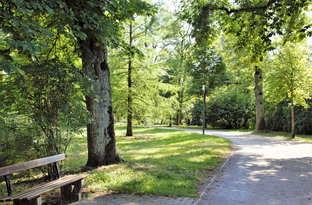A sunny public park scene with a wooden bench beside a tree-lined path.