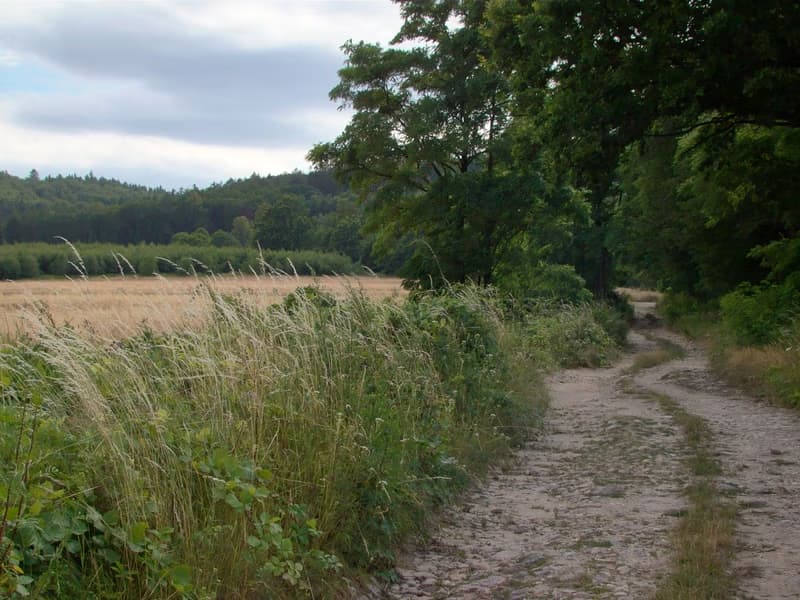 Nature Walk