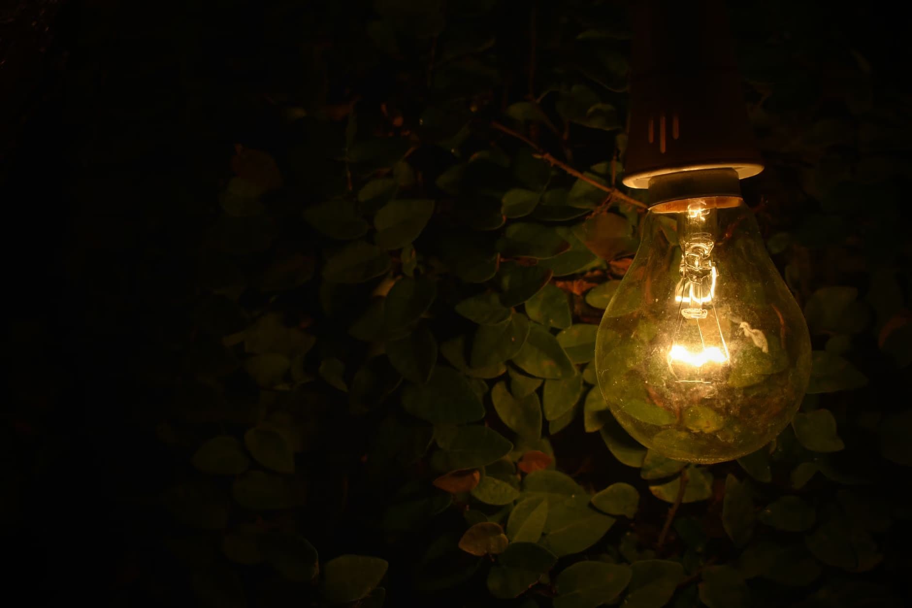 A single glowing lightbulb illuminates dark green leaves in the night.