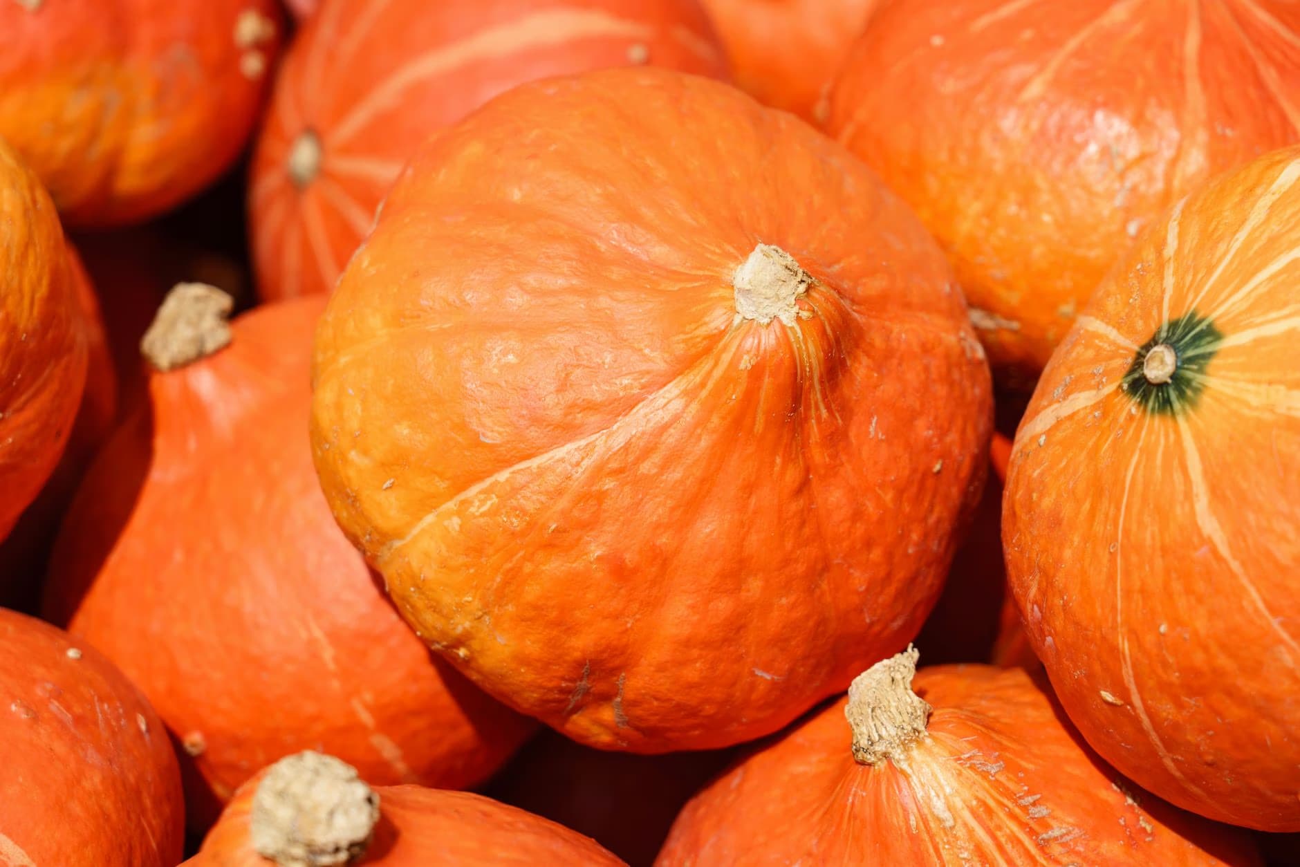 A close-up cluster of several ripe, bright orange Hokkaido pumpkins packed together.