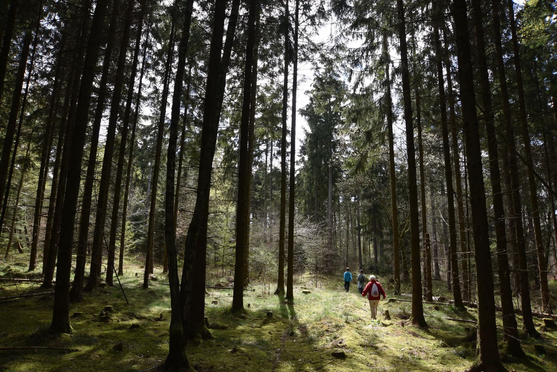 Drei Wanderer gehen auf einem Weg durch einen dichten, sonnendurchfluteten Nadelwald.