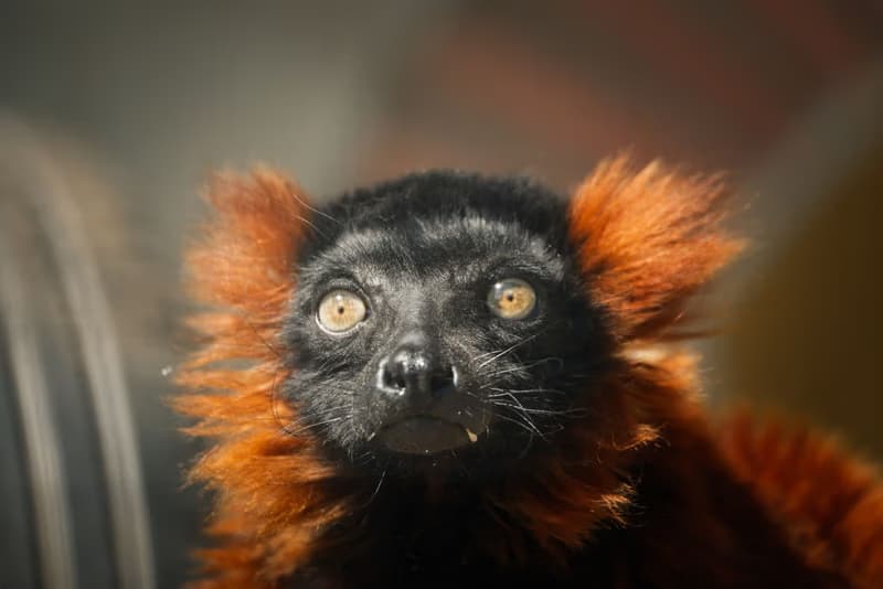 Spooky Zoo