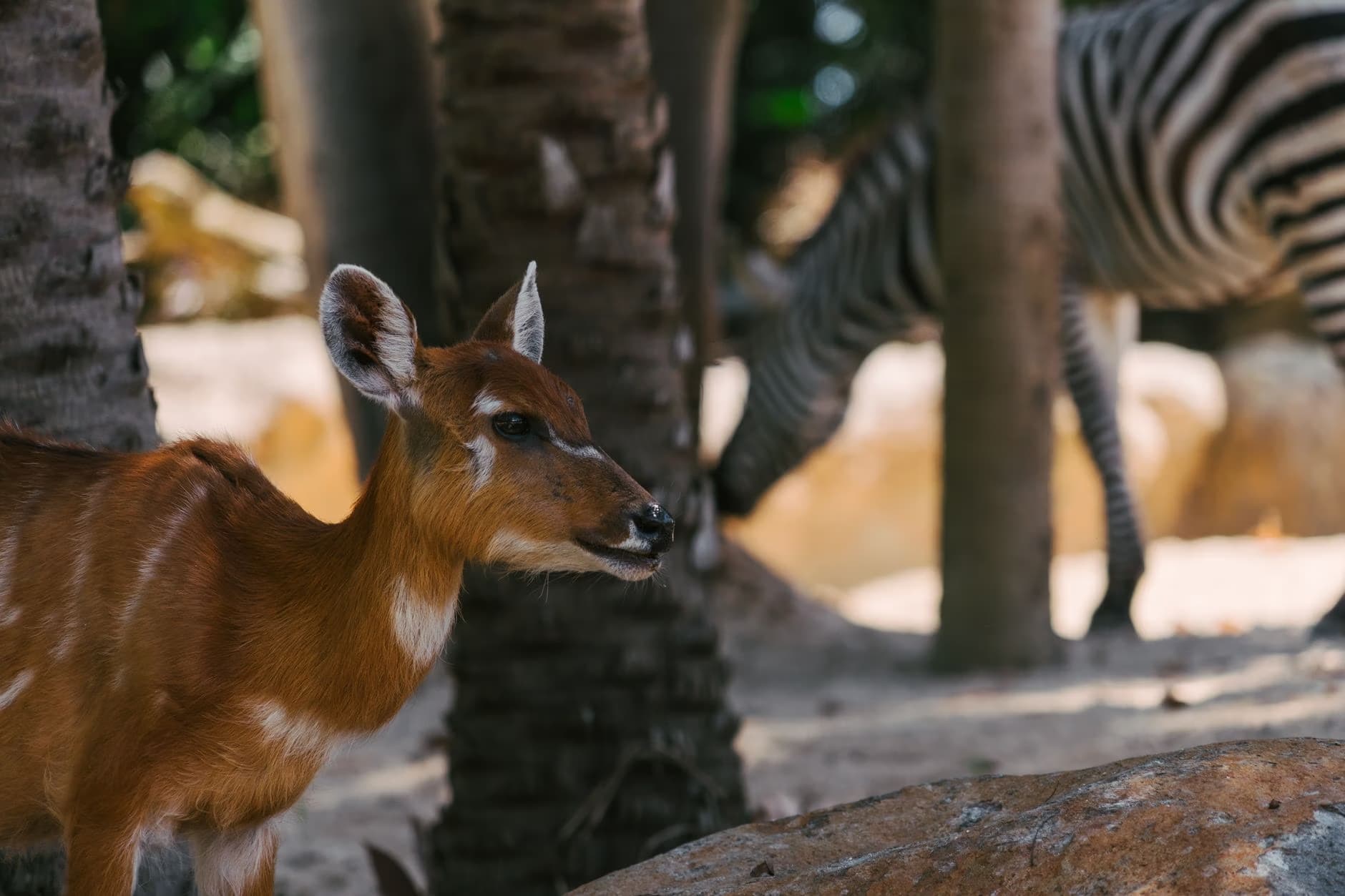 Młoda antylopa stoi przed drzewem, a w tle pasie się zebra.