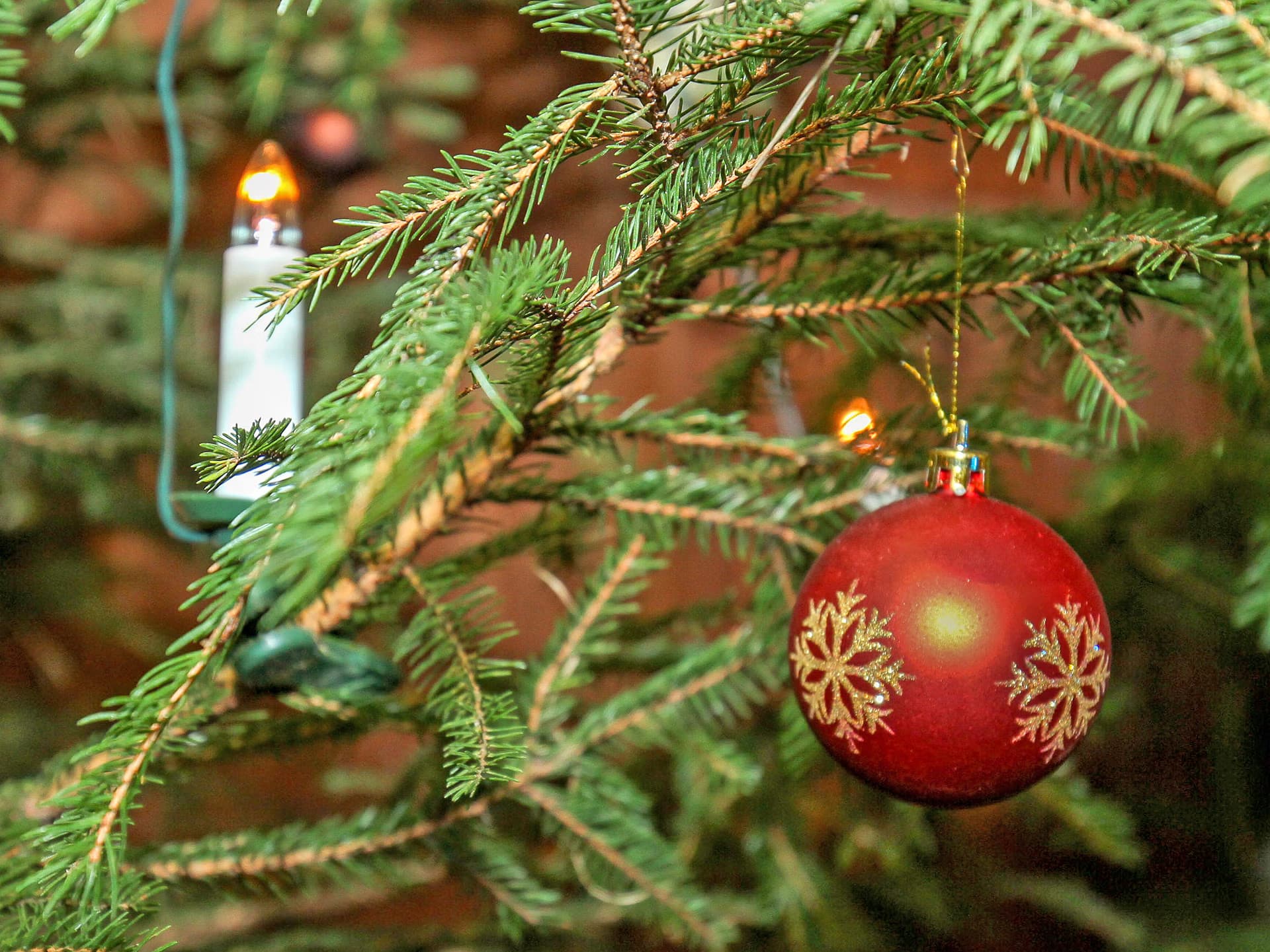 A red Christmas bauble with gold snowflakes hanging from a pine tree branch.