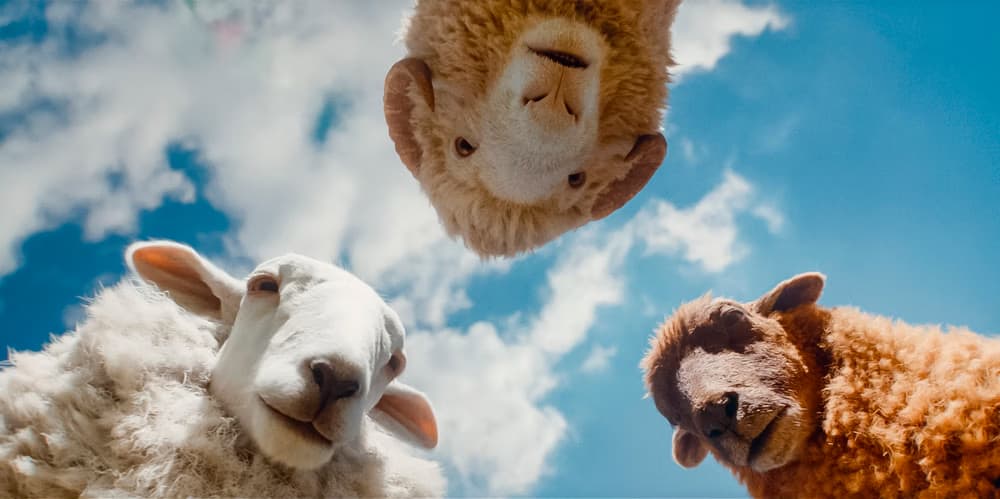 Three sheep look down from above against a bright blue sky with scattered clouds.