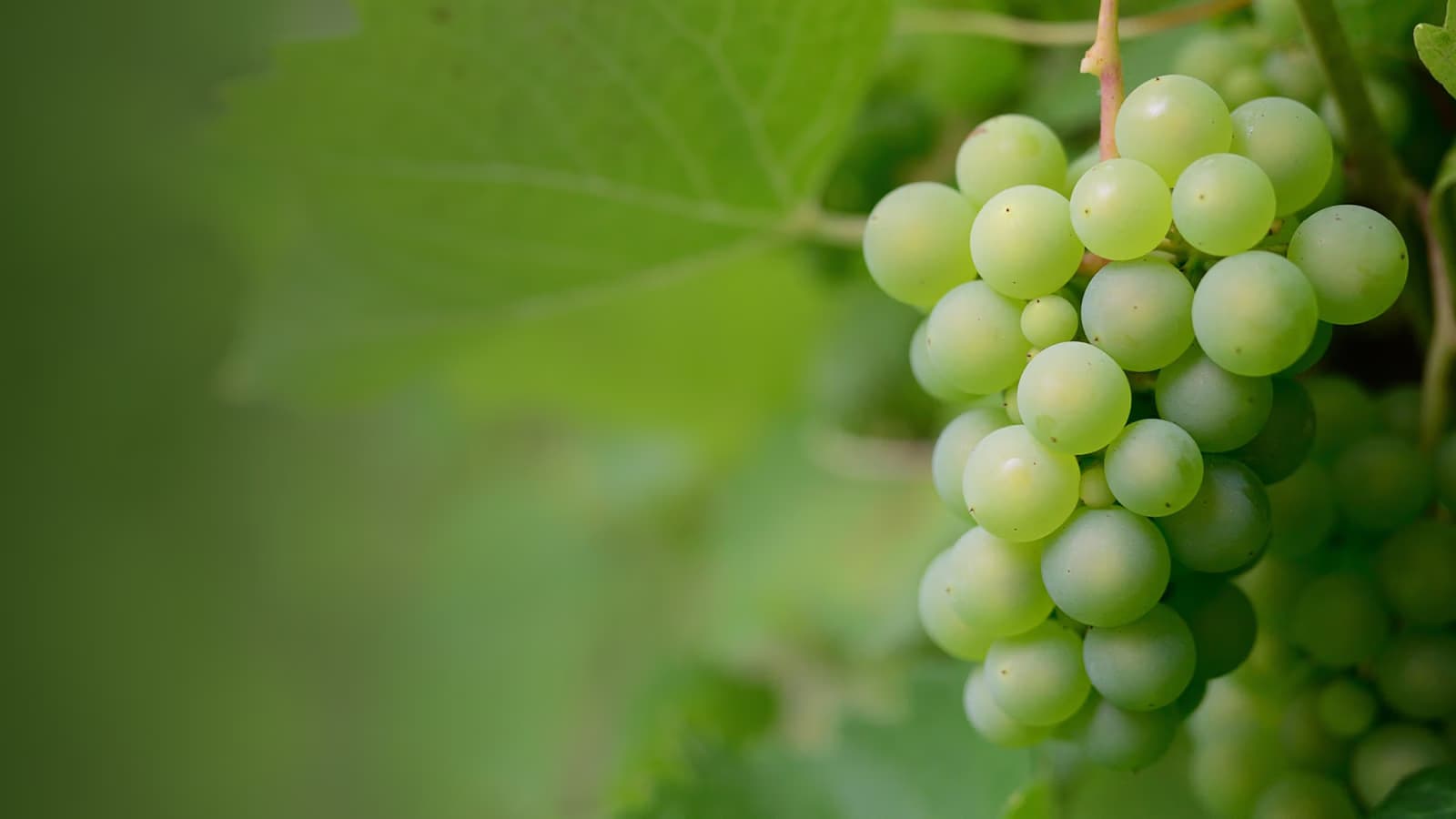 A close-up of a cluster of ripe green grapes hanging from a vine against blurred foliage.