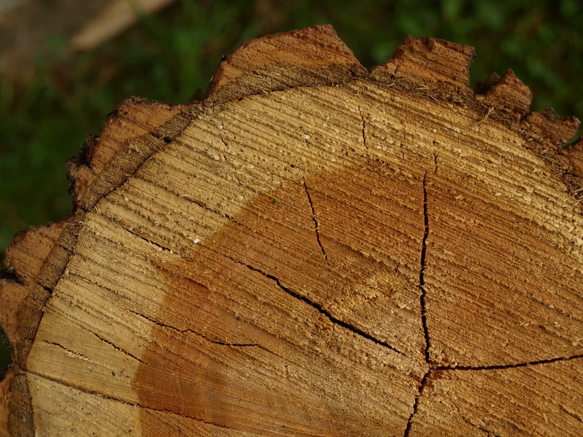 Close-up view of a sawn tree stump revealing detailed annual growth rings and wood grain.