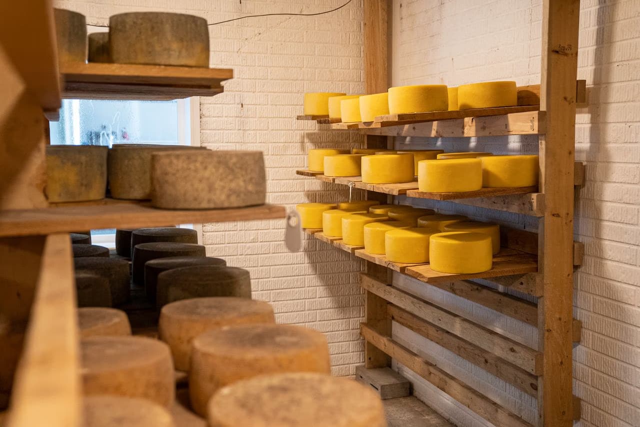 Many wheels of yellow and aged cheese are stored on wooden shelves in a cool room.