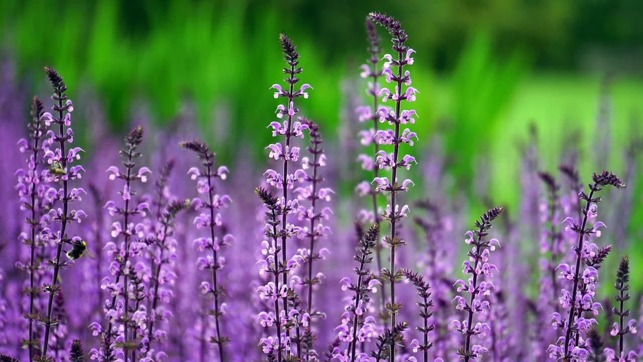 Close-up of a field of purple flowering salvia plants with a blurred green background.