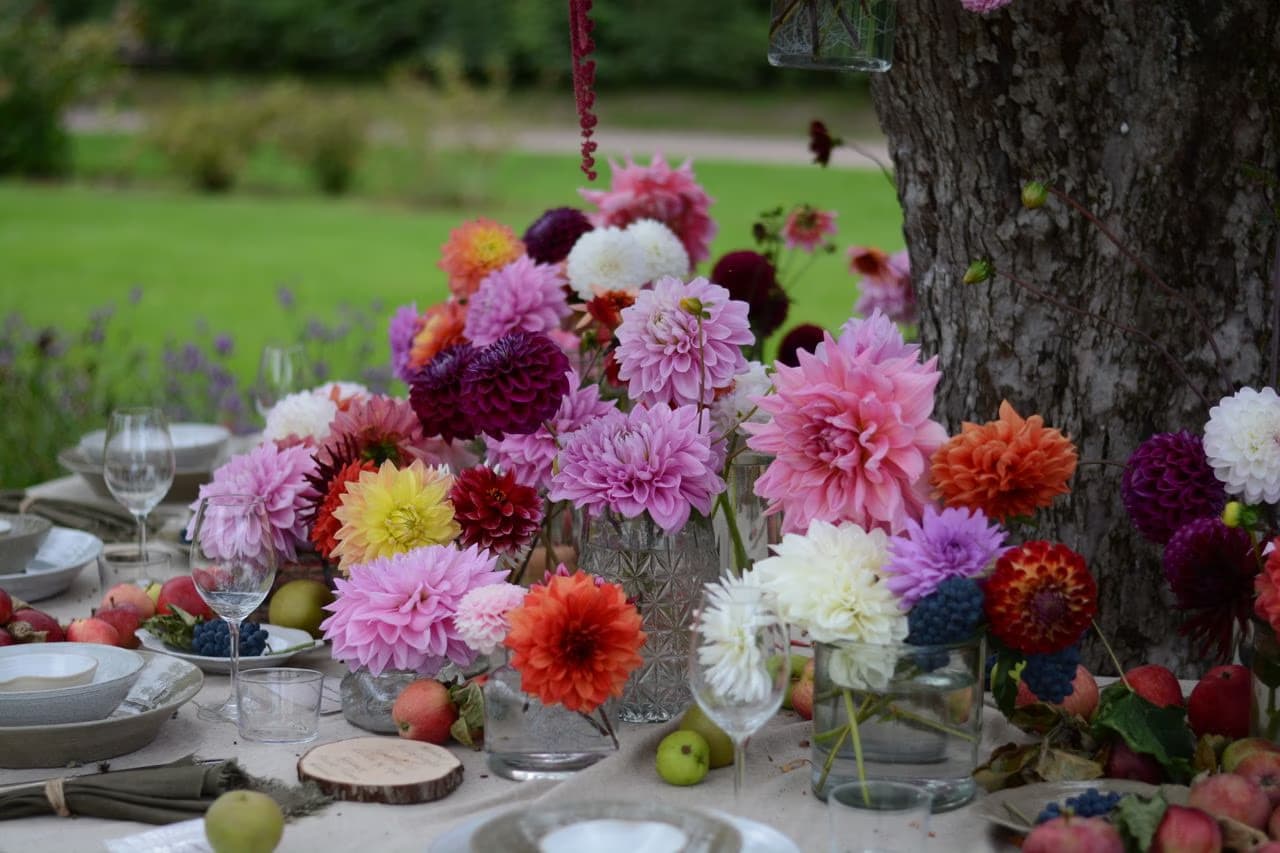 Vibrant dahlias in various colors arranged in glass vases on a dining table outdoors.
