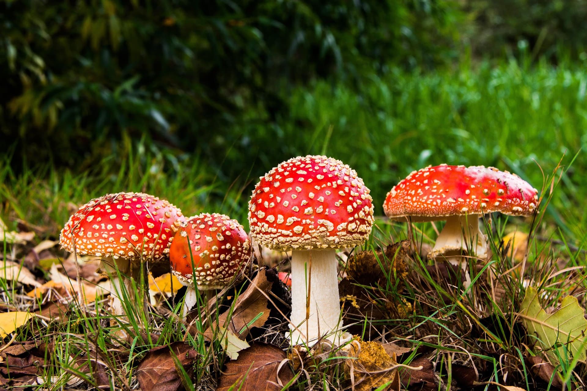 Four red fly agaric mushrooms with white spots growing in grass and autumn leaves.