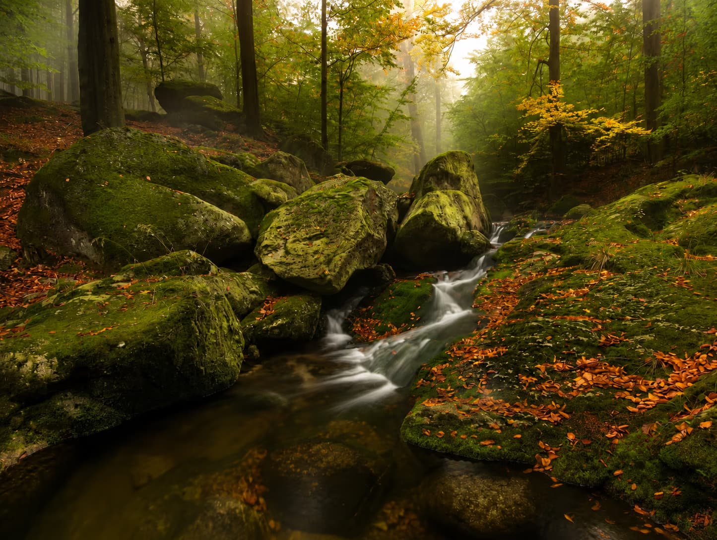 A small, mossy stream flows through a misty, autumn forest filled with fallen leaves.