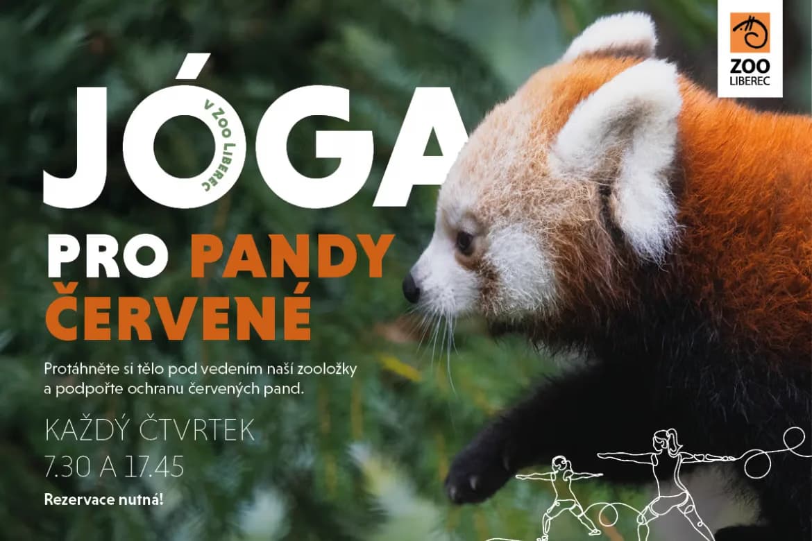 A red panda stands before a yoga event flyer for Liberec Zoo.