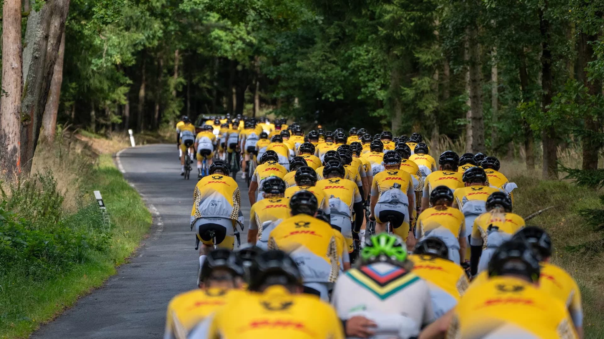 A large peloton of cyclists in yellow jerseys riding along a forested road.