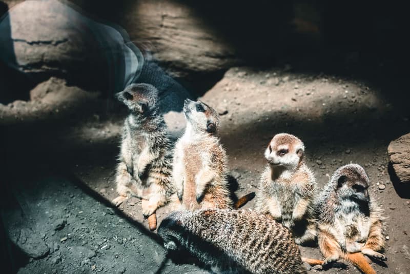 Komentovaná setkání u zvířat