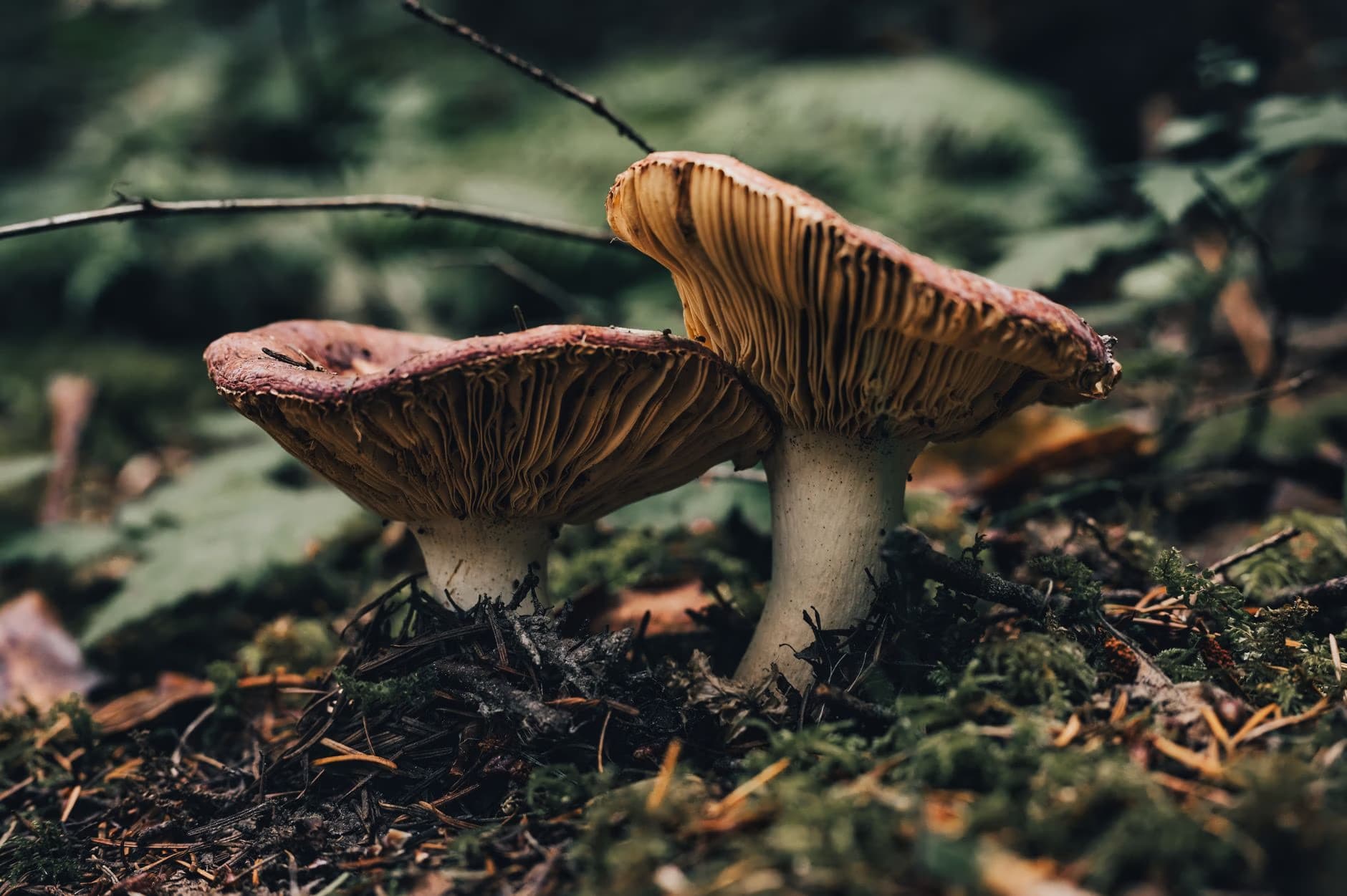 Zwei wilde Pilze wachsen dicht nebeneinander auf dem moosigen Waldboden.