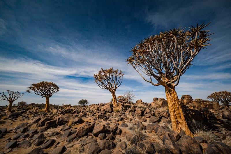 Namibia Through the Eyes of a Botanist