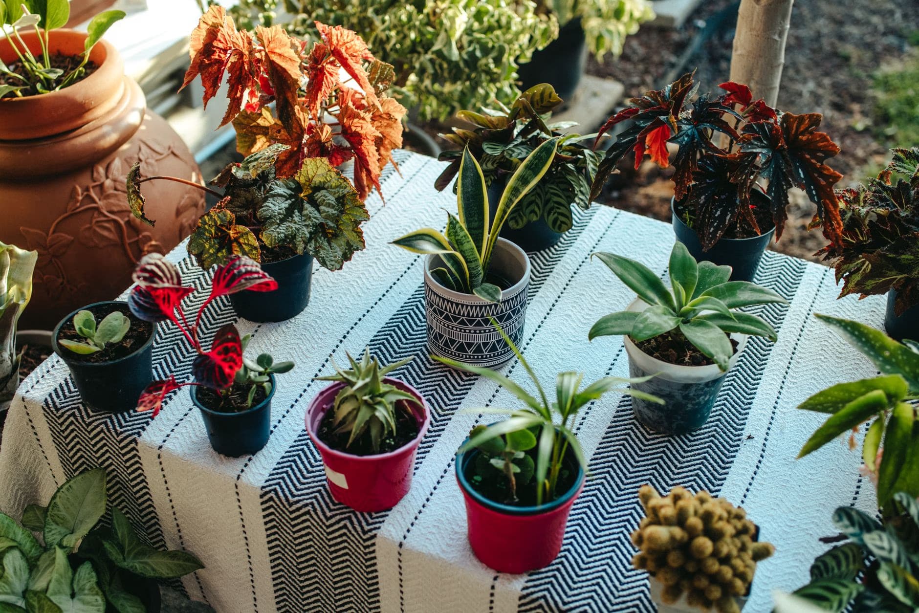 Many varied potted houseplants sit on a table covered with a black and white patterned cloth.