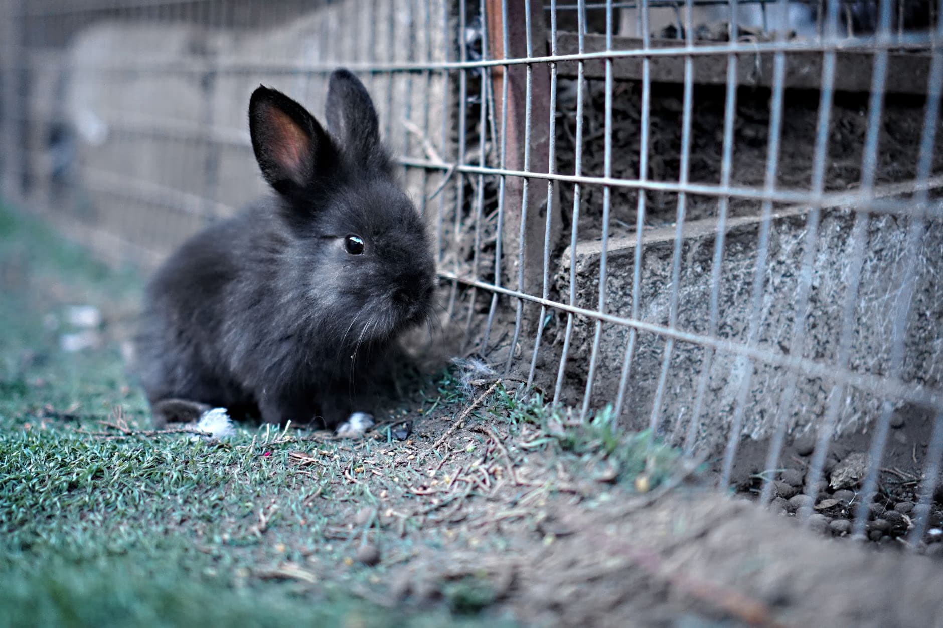 A small black rabbit sitting on the grass next to a metal wire fence.