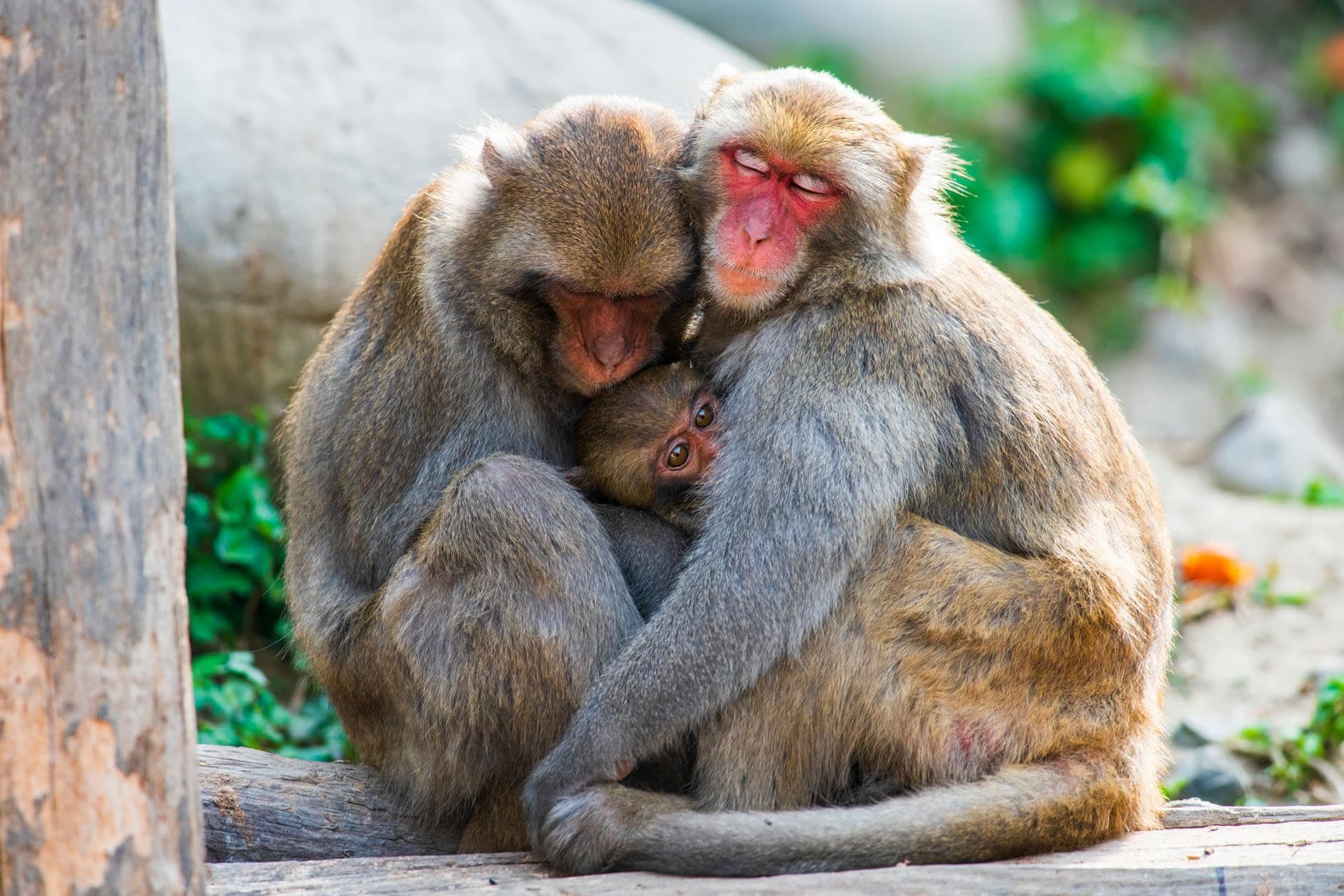 Three macaques huddled together in an embrace within a zoo enclosure.