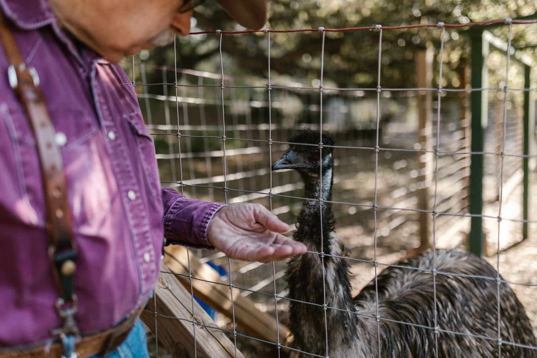 A person feeds a large emu through a wire fence on a farm.