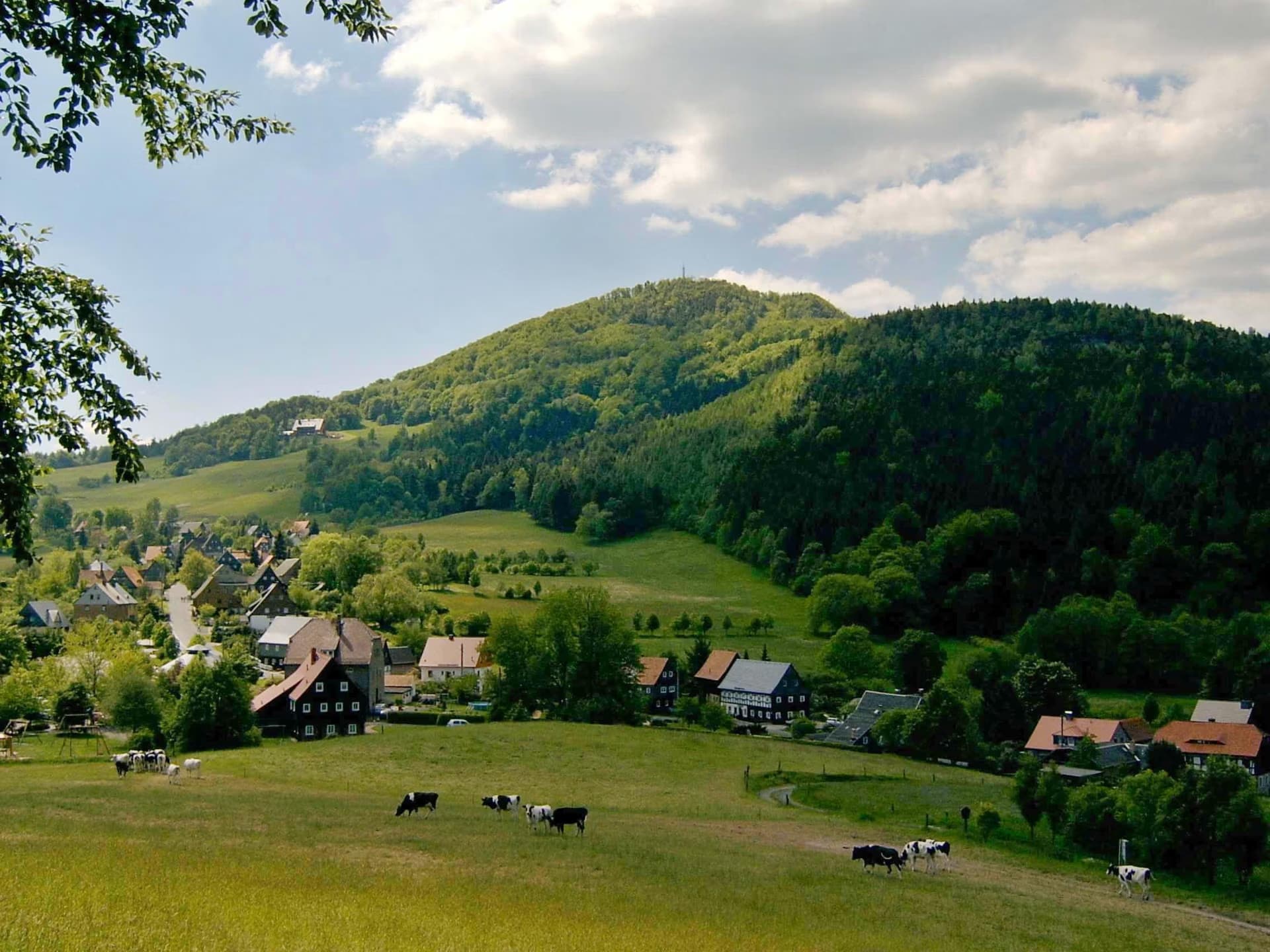 Krávy se pasou na zelené louce před malou vesnicí a zalesněným kopcem.